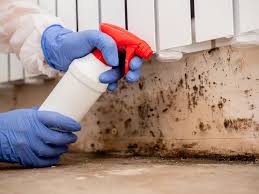 Best Emergency Mold Remediation  in Clermont, FL